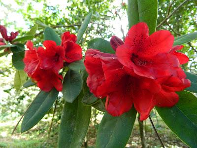 El jardín de la Saleta en mayo. El jardín de la Saleta en mayo.