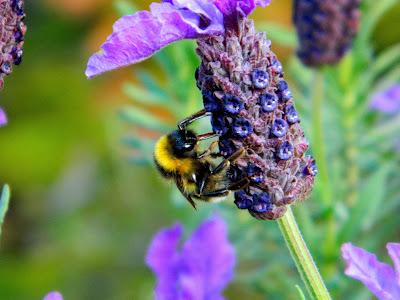 El jardín de la Saleta en mayo. El jardín de la Saleta en mayo.