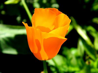 El jardín de la Saleta en mayo. El jardín de la Saleta en mayo.