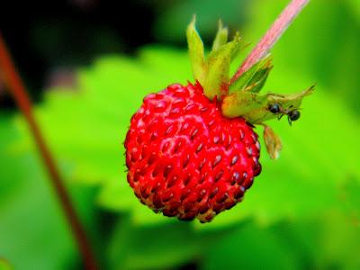 El jardín de la Saleta en mayo. El jardín de la Saleta en mayo.