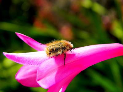 El jardín de la Saleta en mayo. El jardín de la Saleta en mayo.