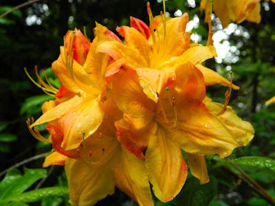 El jardín de la Saleta en mayo. El jardín de la Saleta en mayo.