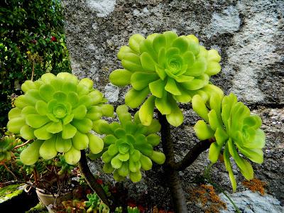 El jardín de la Saleta en mayo. El jardín de la Saleta en mayo.