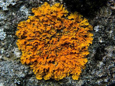 El jardín de la Saleta en mayo. El jardín de la Saleta en mayo.