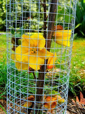 El jardín de la Saleta en mayo. El jardín de la Saleta en mayo.