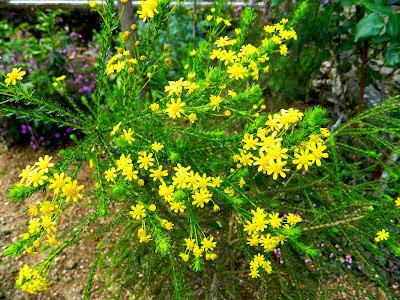 El jardín de la Saleta en mayo. El jardín de la Saleta en mayo.