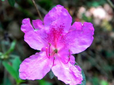 El jardín de la Saleta en mayo. El jardín de la Saleta en mayo.