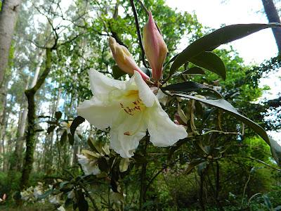 El jardín de la Saleta en mayo. El jardín de la Saleta en mayo.