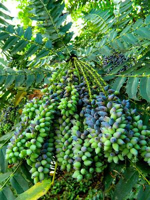 El jardín de la Saleta en mayo. El jardín de la Saleta en mayo.