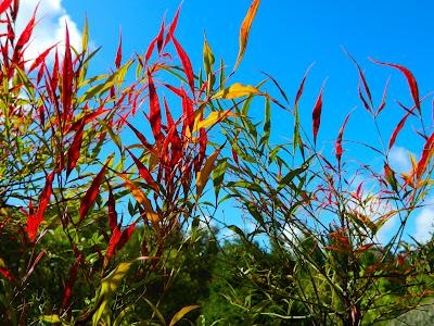 El jardín de la Saleta en mayo. El jardín de la Saleta en mayo.