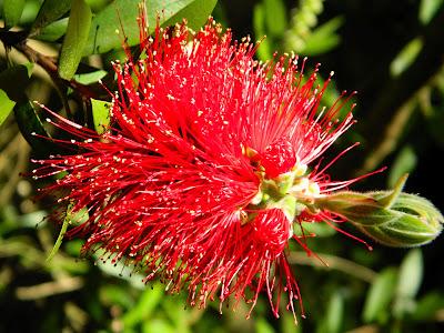 El jardín de la Saleta en mayo. El jardín de la Saleta en mayo.