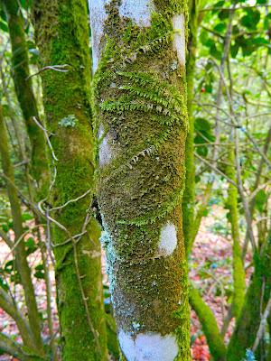 El jardín de la Saleta en mayo. El jardín de la Saleta en mayo.
