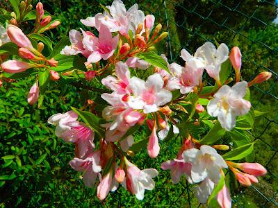 El jardín de la Saleta en mayo. El jardín de la Saleta en mayo.