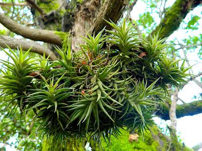 El jardín de la Saleta en mayo. El jardín de la Saleta en mayo.