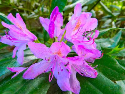 El jardín de la Saleta en mayo. El jardín de la Saleta en mayo.