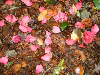 El jardín de la Saleta en mayo. El jardín de la Saleta en mayo.