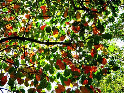 El jardín de la Saleta en mayo. El jardín de la Saleta en mayo.