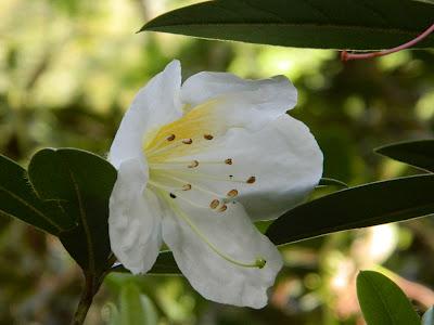 El jardín de la Saleta en mayo. El jardín de la Saleta en mayo.