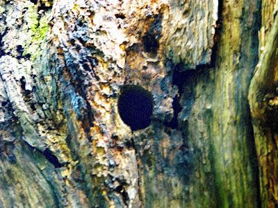 El jardín de la Saleta en mayo. El jardín de la Saleta en mayo.