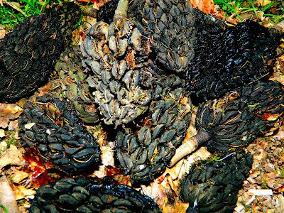 El jardín de la Saleta en mayo. El jardín de la Saleta en mayo.