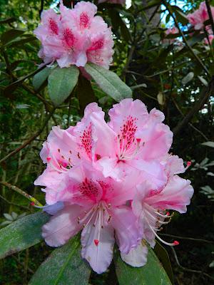El jardín de la Saleta en mayo. El jardín de la Saleta en mayo.