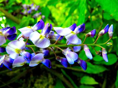 El jardín de la Saleta en mayo. El jardín de la Saleta en mayo.