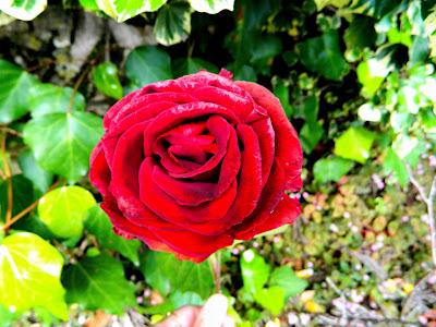 El jardín de la Saleta en mayo. El jardín de la Saleta en mayo.