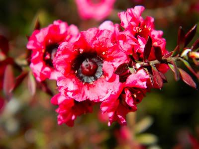 El jardín de la Saleta en mayo. El jardín de la Saleta en mayo.