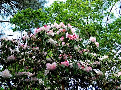 El jardín de la Saleta en mayo. El jardín de la Saleta en mayo.