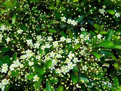 El jardín de la Saleta en mayo. El jardín de la Saleta en mayo.