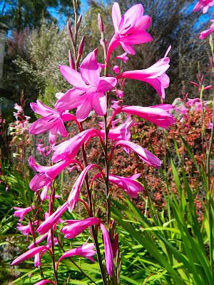 El jardín de la Saleta en mayo. El jardín de la Saleta en mayo.