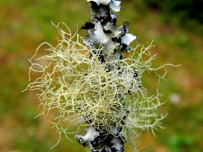 El jardín de la Saleta en mayo. El jardín de la Saleta en mayo.