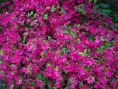 El jardín de la Saleta en mayo. El jardín de la Saleta en mayo.