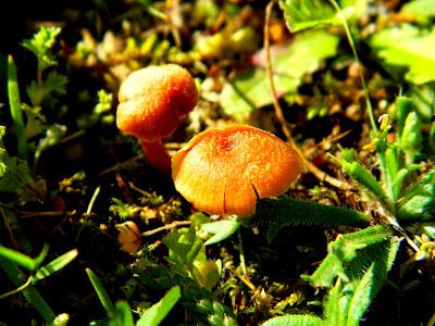 El jardín de la Saleta en mayo. El jardín de la Saleta en mayo.