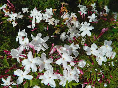 El jardín de la Saleta en mayo. El jardín de la Saleta en mayo.