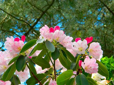 El jardín de la Saleta en mayo. El jardín de la Saleta en mayo.