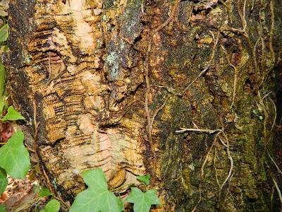 El jardín de la Saleta en mayo. El jardín de la Saleta en mayo.
