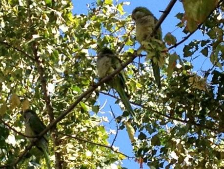 Tu mascota puede ser una especie invasora (1) Las cotorras han tomado la Casa de Campo de Madrid (España)