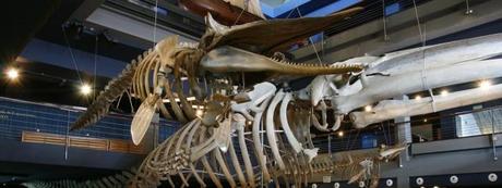 El mundo marino en el Museo Marítimo del Cantábrico museo maritimo cantabria El mundo marino en el Museo Marítimo del Cantábrico