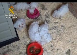 La Guardia Civil interviene 146 cachorros de perros introducidos de manera ilegal La Guardia Civil interviene 146 cachorros de perros introducidos de manera ilegal