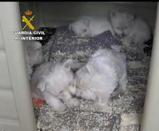 La Guardia Civil interviene 146 cachorros de perros introducidos de manera ilegal La Guardia Civil interviene 146 cachorros de perros introducidos de manera ilegal