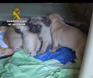 La Guardia Civil interviene 146 cachorros de perros introducidos de manera ilegal La Guardia Civil interviene 146 cachorros de perros introducidos de manera ilegal