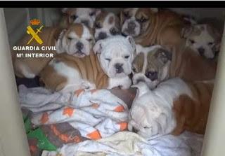 La Guardia Civil interviene 146 cachorros de perros introducidos de manera ilegal La Guardia Civil interviene 146 cachorros de perros introducidos de manera ilegal