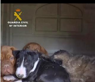 La Guardia Civil interviene 146 cachorros de perros introducidos de manera ilegal La Guardia Civil interviene 146 cachorros de perros introducidos de manera ilegal