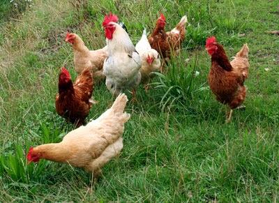 No son libres No son libres