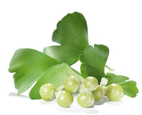 ¿Los frutos y semillas del Ginkgo biloba son comestibles? gingko-biloba