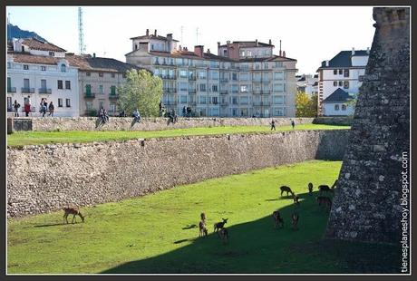 Ciudadela de Jaca ciervos Jaca
