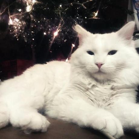 Bye Week! 22/December Bye Week! 22/December