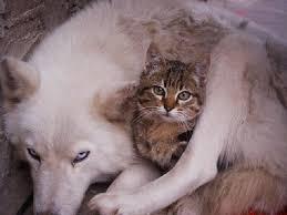 Regala sin comprar: adopta un gato o un perro gato7 Regala sin comprar: adopta un gato o un perro