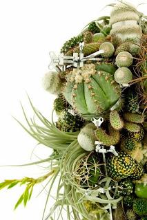 Colgante de cactus y plantas crasas